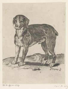álló kutya alkotó: Agostino Carracci