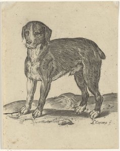 álló kutya alkotó: Agostino Carracci