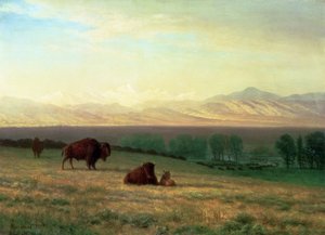 Bivaly a síkságon, 1890 körül alkotó: Albert Bierstadt