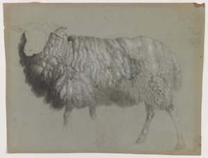Tanulmány egy anyajuhról, 1855 körül (grafit, zsírkréta és kréta szürkés-zöld papíron) alkotó: Albert Bierstadt