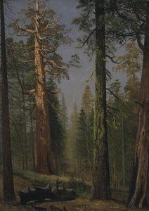 A Grizzly óriás mamutfenyő, Mariposa Grove, Kalifornia alkotó: Albert Bierstadt