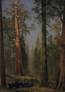 A Grizzly óriás mamutfenyő, Mariposa Grove, Kalifornia alkotó: Albert Bierstadt