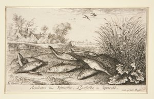 Aculeatus vagy Spinachia. L alkotó: Albert Flamen