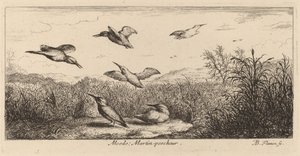 Alcedo, A jégmadár