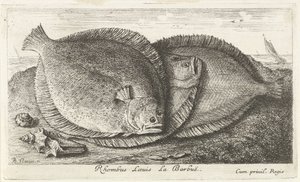 Három csaj a parton Rhombus Laeuis La Barbuë (cím a tárgyon) Halak és más tengeri élőlények – sósvízi harmadik sorozat (sorozat címe) Poissons de mer (sorozat címe) alkotó: Albert Flamen