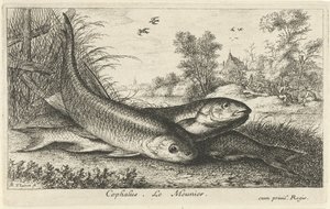 Három domolykó a folyóparton cephalus. Le Meunier. (cím a tárgyon) Halak és más tengeri lények – édesvízi első sorozat (sorozat címe) Diverse Especes de Poissons d