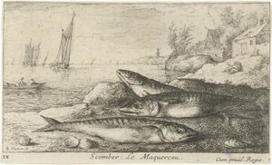 Három makréla a tengerparton Scomber. Le Maquereau. (cím a tárgyon) Halak és más tengeri élőlények – sósvízi első sorozat (sorozat címe) Diverse Especes de Poissons de mer (sorozat címe) alkotó: Albert Flamen