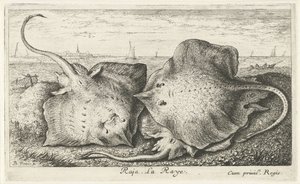 Drie roggen op het strand Raja. La Raye. (title on object) Vissen en andere zeedieren - zoutwater tweede reeks (series title) Poissons de mer (series title)   1373530   hu       hungarian Successfully Translated  Original: Geseling van Christus Val en de v alkotó: Albert Flamen