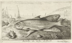 Három hal a parton Pulchella, olim trichis. La Pucelle. (cím a tárgyon) Halak és más tengeri élőlények – sósvízi első sorozat (sorozat címe) Diverse Especes de Poissons de mer (sorozat címe)