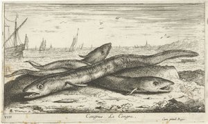 Három tengeri angolna a tengerparton Kongresszus Le Congress. (cím a tárgyon) Halak és más tengeri élőlények – sósvízi első sorozat (sorozat címe) Diverse Especes de Poissons de mer (sorozat címe) alkotó: Albert Flamen