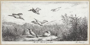 A jégmadár (Alcedo)