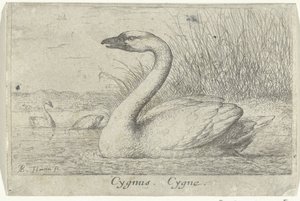 Táj hattyúval Cygnus. Cygne. (cím a tételen) Tizenhárom madárfaj (sorozat címe) Diuersae Auium Specie (sorozat címe) alkotó: Albert Flamen
