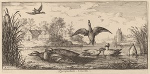Querpedula, A kékeszöld