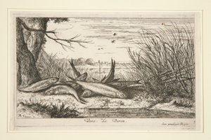 The Loach, a Fresh Water Fish sorozat második részéből. alkotó: Albert Flamen