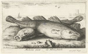 Két tőkehal a parton Molucius piscis. Le Morue fraiche. (cím a tárgyon) Halak és más tengeri élőlények – sósvízi második sorozat (sorozat címe) Poissons de mer (sorozat címe) alkotó: Albert Flamen