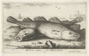 Két tőkehal a parton Molucius piscis. Le Morue Fraiche. (cím a tárgyon) Halak és más tengeri élőlények – sósvízi második sorozat (sorozat címe) Poissons de mer (sorozat címe) alkotó: Albert Flamen