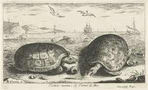 Két teknős a tengerparton testudo marina; La Tortuë de Mer (cím a tárgyon) Halak és más tengeri élőlények – sósvízi második sorozat (sorozat címe) Poissons de mer (sorozat címe) alkotó: Albert Flamen