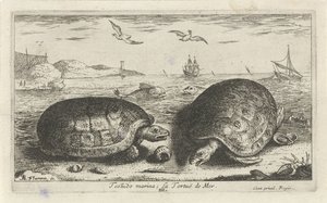 Két teknős a tengerparton Testudo marina; La Tortuë de Mer (cím a tárgyon) Halak és más tengeri élőlények – sósvízi második sorozat (sorozat címe) Poissons de mer (sorozat címe) alkotó: Albert Flamen