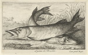 Két csuka a folyóparton Lucius. Le Brochet. (cím a tárgyon) Halak és más tengeri lények – édesvízi első sorozat (sorozat címe) Diverse Especes de Poissons d