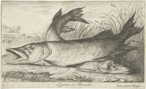 Két csuka a folyóparton Lucius. Le Brochet. (cím a tárgyon) Halak és más tengeri lények – édesvízi első sorozat (sorozat címe) Diverse Especes de Poissons d