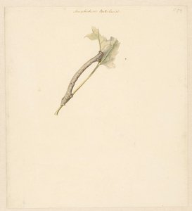 Studieblad met rups, Amphidiasis Betularia alkotó: Albertus Steenbergen