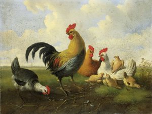 Egy kakas tyúkokkal és csibékkel