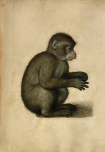 Majom / akvarell, A.Dürer nevéhez fűződik. alkotó: Albrecht Dürer