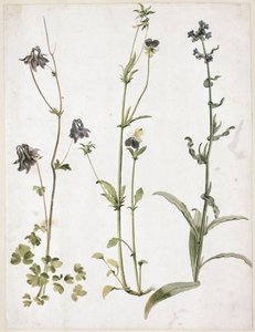  alkotó: Albrecht Dürer