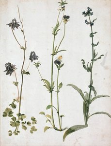 Columbine, árvácska és ökörnyelv, 16. század első negyede... alkotó: Albrecht Dürer