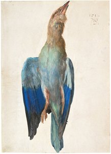 Dead Blue Roller, 1500 vagy 1512 alkotó: Albrecht Dürer