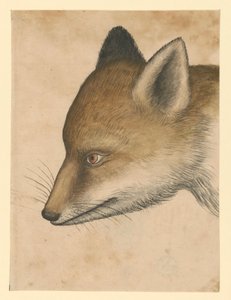 Rókafej, balra alkotó: Albrecht Dürer