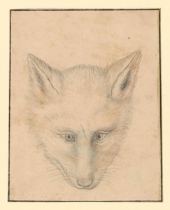 Rókafej, elölről alkotó: Albrecht Dürer