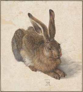 Hase, 1502 alkotó: Albrecht Dürer