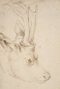 Egy Roebuck feje alkotó: Albrecht Dürer