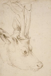 Egy őzbak feje, 1503 alkotó: Albrecht Dürer