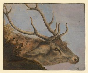 Szarvasfej alkotó: Albrecht Dürer