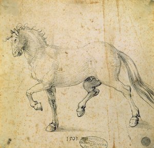Ló, 1503 (toll és tinta papíron) alkotó: Albrecht Dürer