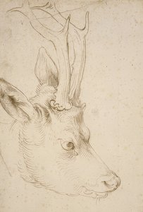 Egy őzike feje. 1503 körül alkotó: Albrecht Dürer
