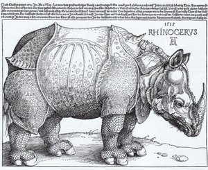 Latin:  Rhinocerus Az orrszarvú alkotó: Albrecht Dürer