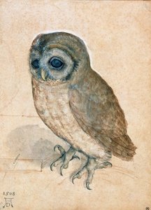 Kis bagoly, 1508. alkotó: Albrecht Dürer