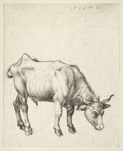 Fiatal Bika alkotó: Albrecht Dürer