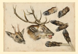 Két szarvasfej, jobbra néző, és 6 cső alkotó: Albrecht Dürer