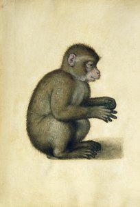 Egy majom (akvarell és gouache papíron) alkotó: Albrecht Dürer