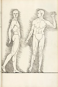 A Hereinből származó anatómiai fametszet négy emberi arányú könyvet ért meg, 1528-ban alkotó: Albrecht Dürer