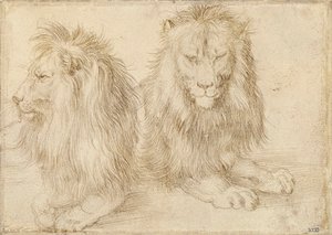 Két ülő oroszlán – Albrecht Durer (1471-1528) rajza alkotó: Albrecht Dürer