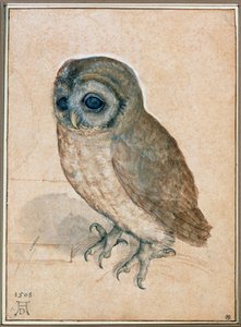 Kaeuzchen - A kis bagoly alkotó: Albrecht Dürer or Duerer