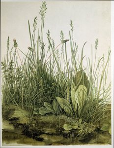 A nagy darab gyep alkotó: Albrecht Dürer or Duerer