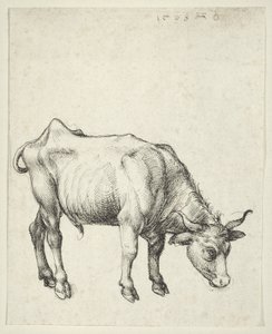 Fiatal Bika, 1493 körül alkotó: Albrecht Dürer