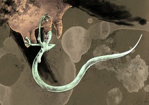Fantasztikus szörnyek és lények, kriptozoológia: Tatzelféreg (vagy féreg, mancs vagy arassz) ábrázolása Alessandro Lonati rajza, 2012 alkotó: Alessandro Lonati