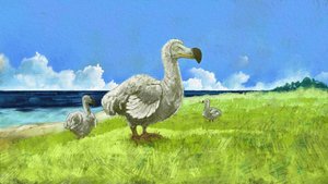 A kihalt dodómadár ábrázolása (illusztráció) alkotó: Alessandro Lonati